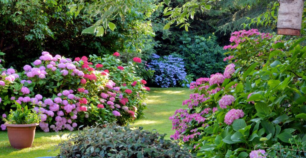 Beautiful garden with hydrangeas in Brittany