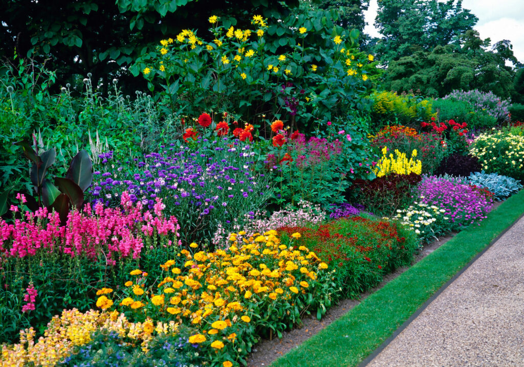 Perenials in a garden with colourful flowers