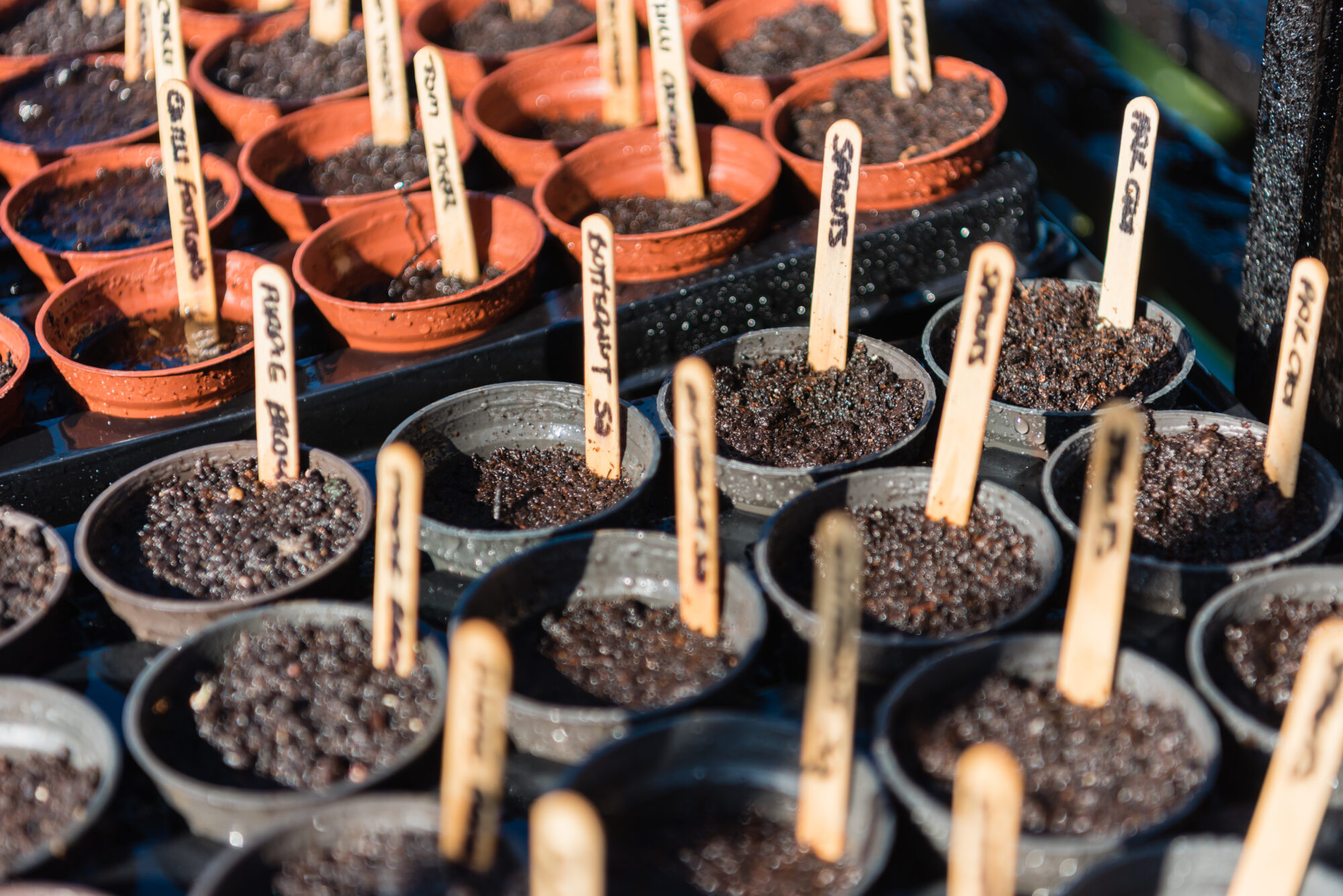 Rows of small pots filled with moist soil, each labeled with wooden plant markers indicating different seed types. The pots are neatly arranged on a tray under bright sunlight, suggesting an early stage of seed germination.