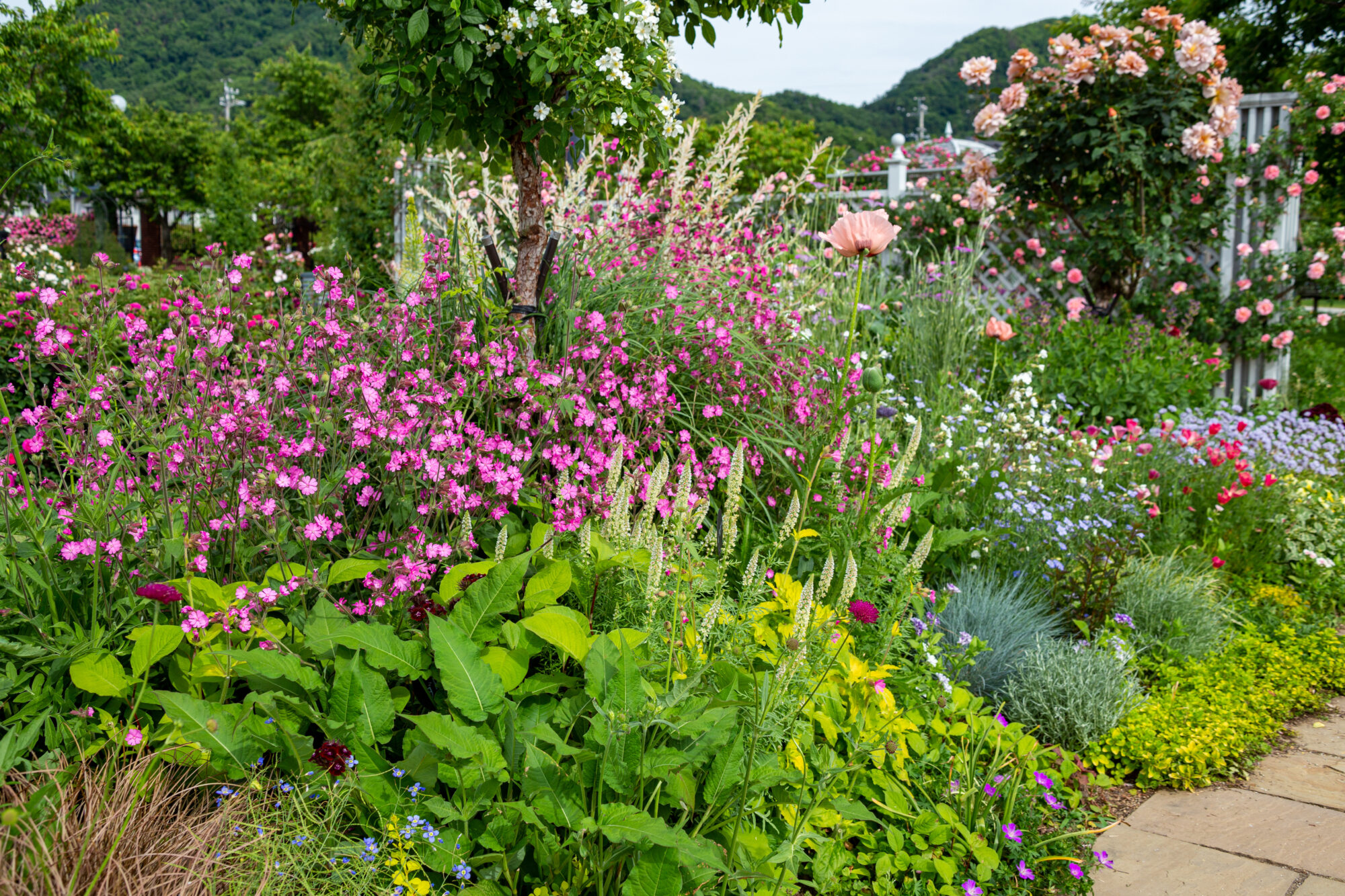 A colourful garden with pink, purple, and white wildflowers, ideal for attracting bees and butterflies in a pollinator-friendly space.