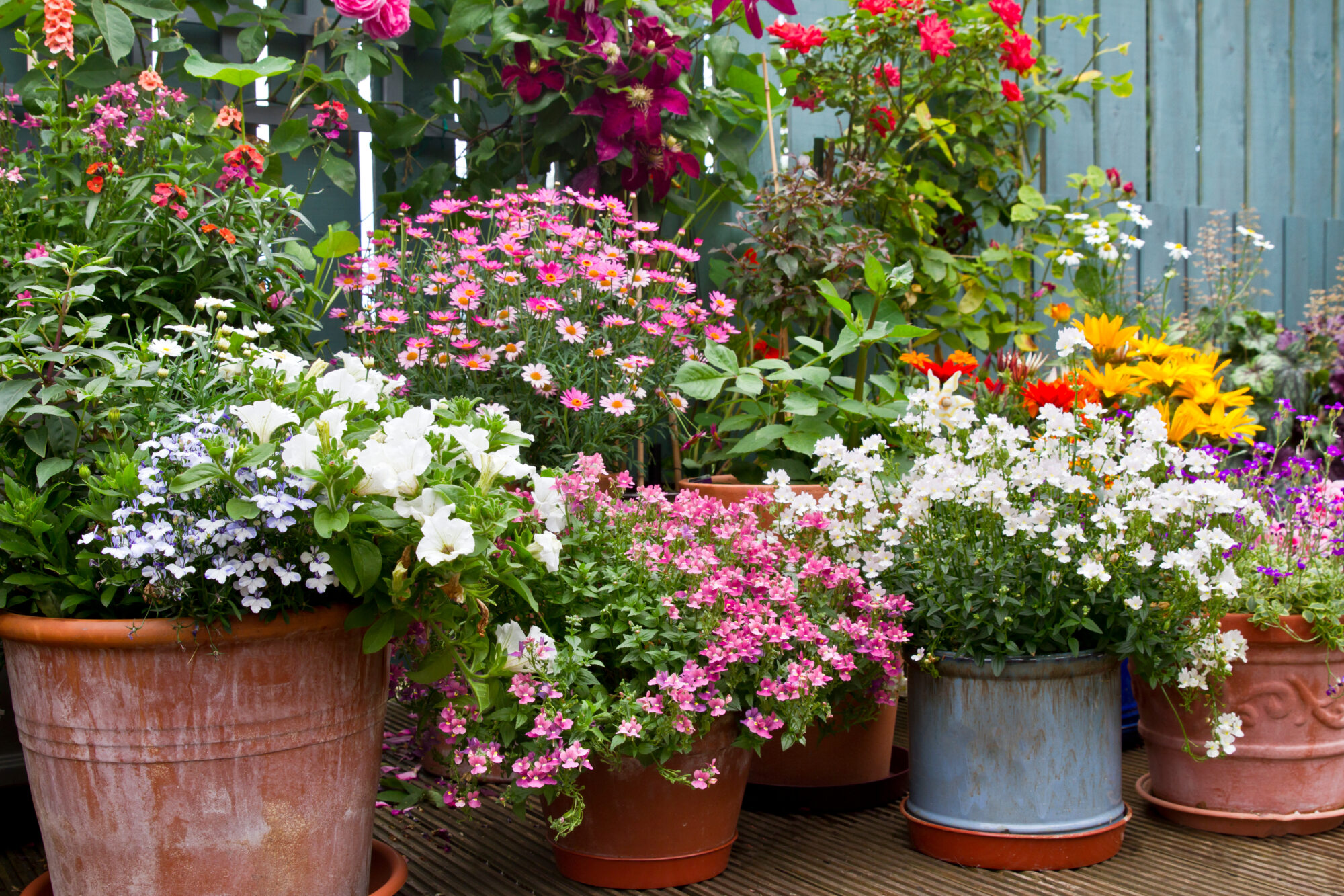 A vibrant display of sowing seed potted flowers in full bloom, featuring a mix of pink, white, purple, yellow, and red blossoms. The colourful arrangement is set against a blue wooden fence, creating a lively and cheerful garden scene.