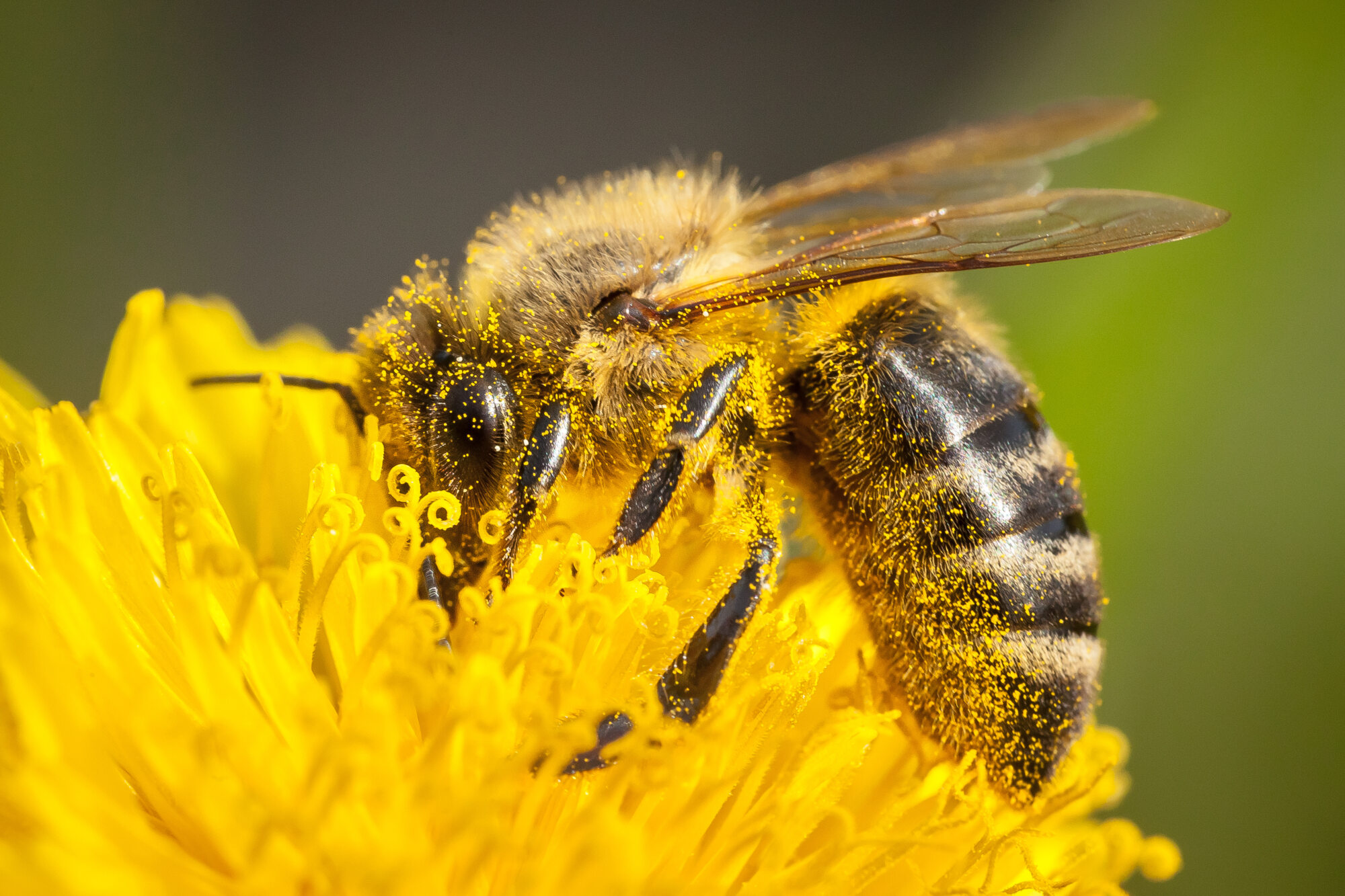 Close-up of a honeybee covered in pollen on a yellow flower, highlighting the importance of bees in garden ecosystems.