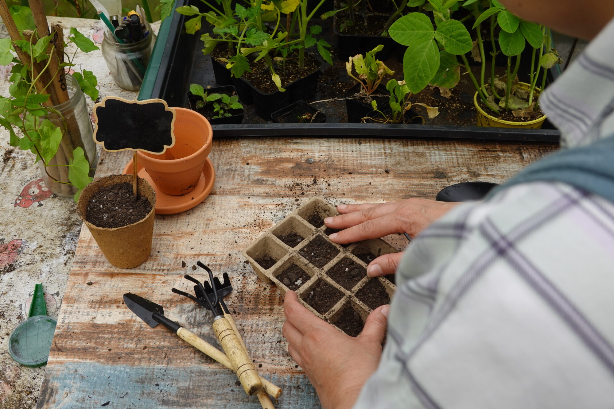 Close-up of a person’s hands sowing seeds in a biodegradable seed tray filled with soil. The workspace includes small gardening tools, terracotta pots, a blank plant label, and young seedlings in the background on a rustic wooden table.