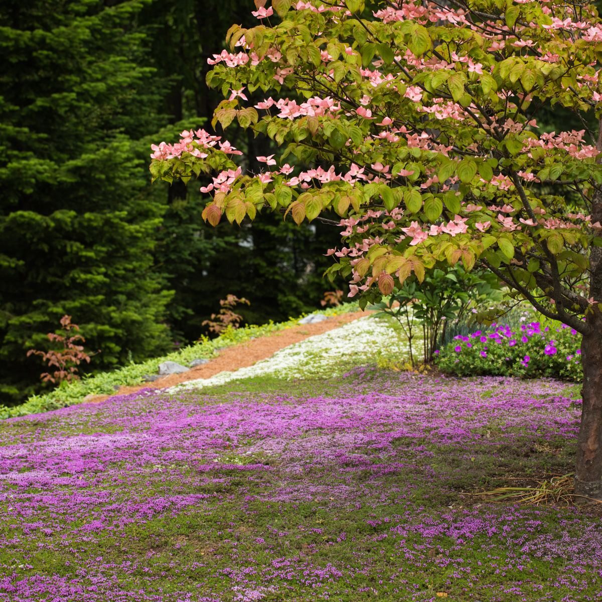 A colourful no-mow garden featuring a flowering tree with pink blossoms, creeping thyme ground cover, and a mulched pathway, creating a low-maintenance, eco-friendly landscape.