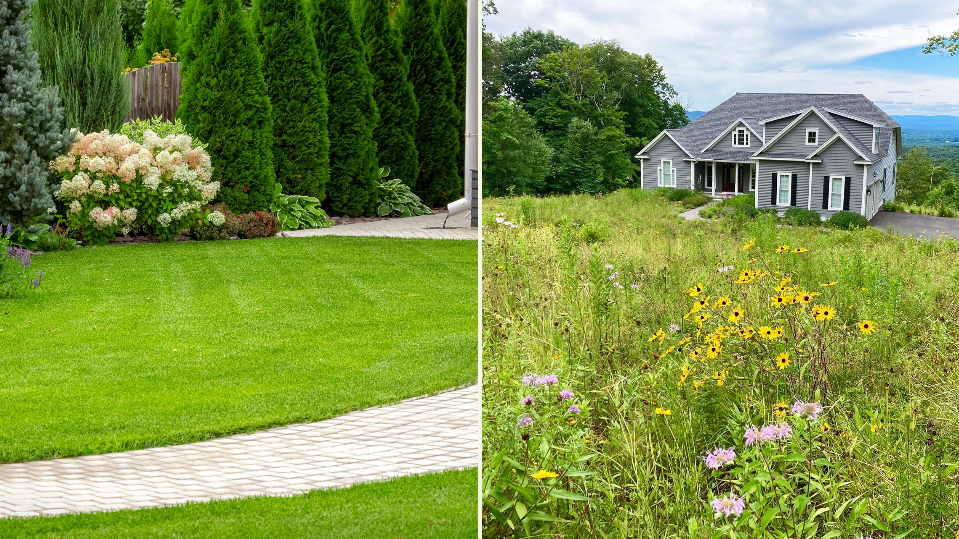 A side-by-side comparison of a conventional lawn with neatly cut grass versus a no-mow wildflower meadow with native plants.