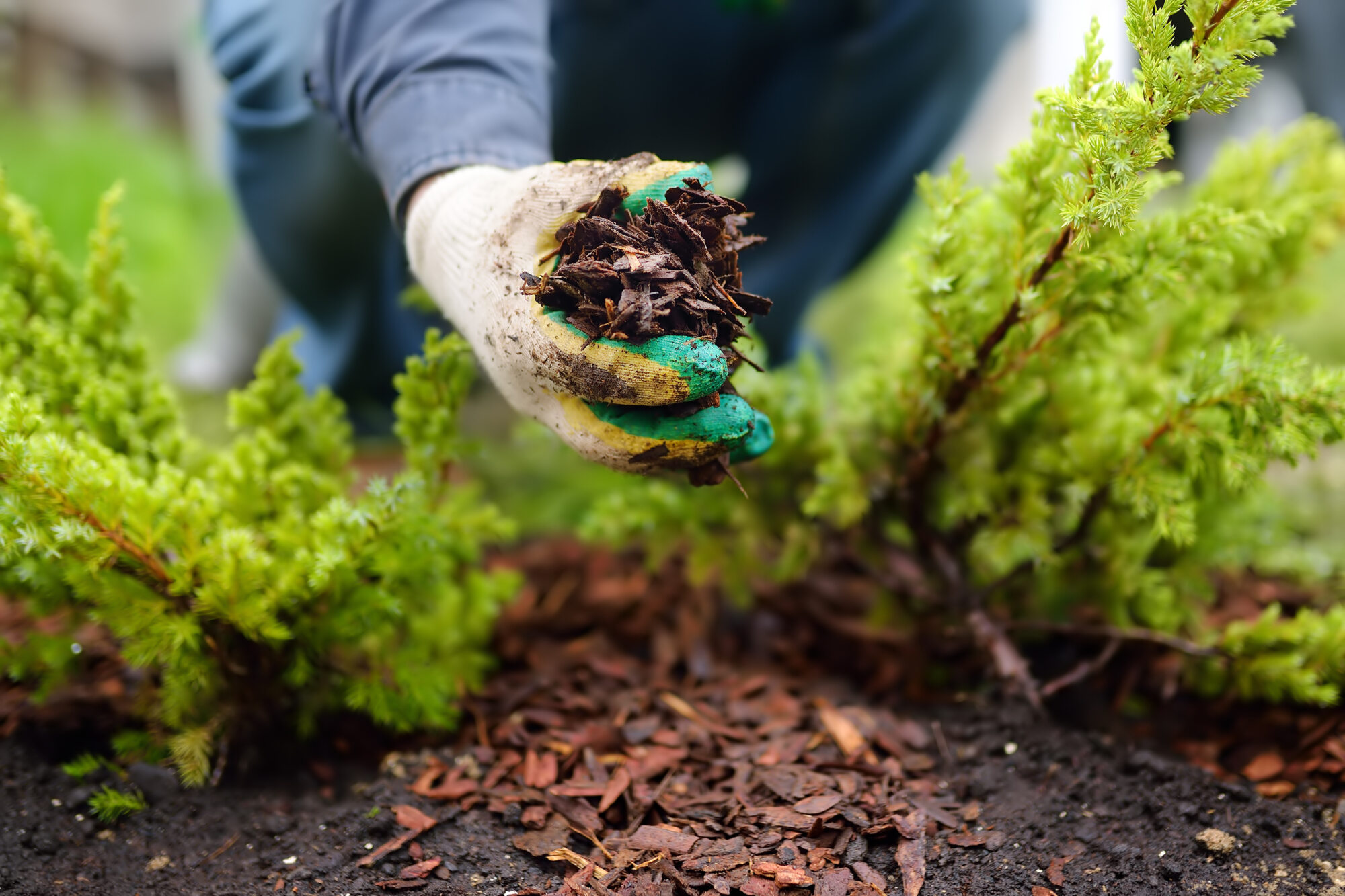 A gardener wearing gloves spreads organic mulch around plants in a garden bed, helping retain moisture and suppress weeds.