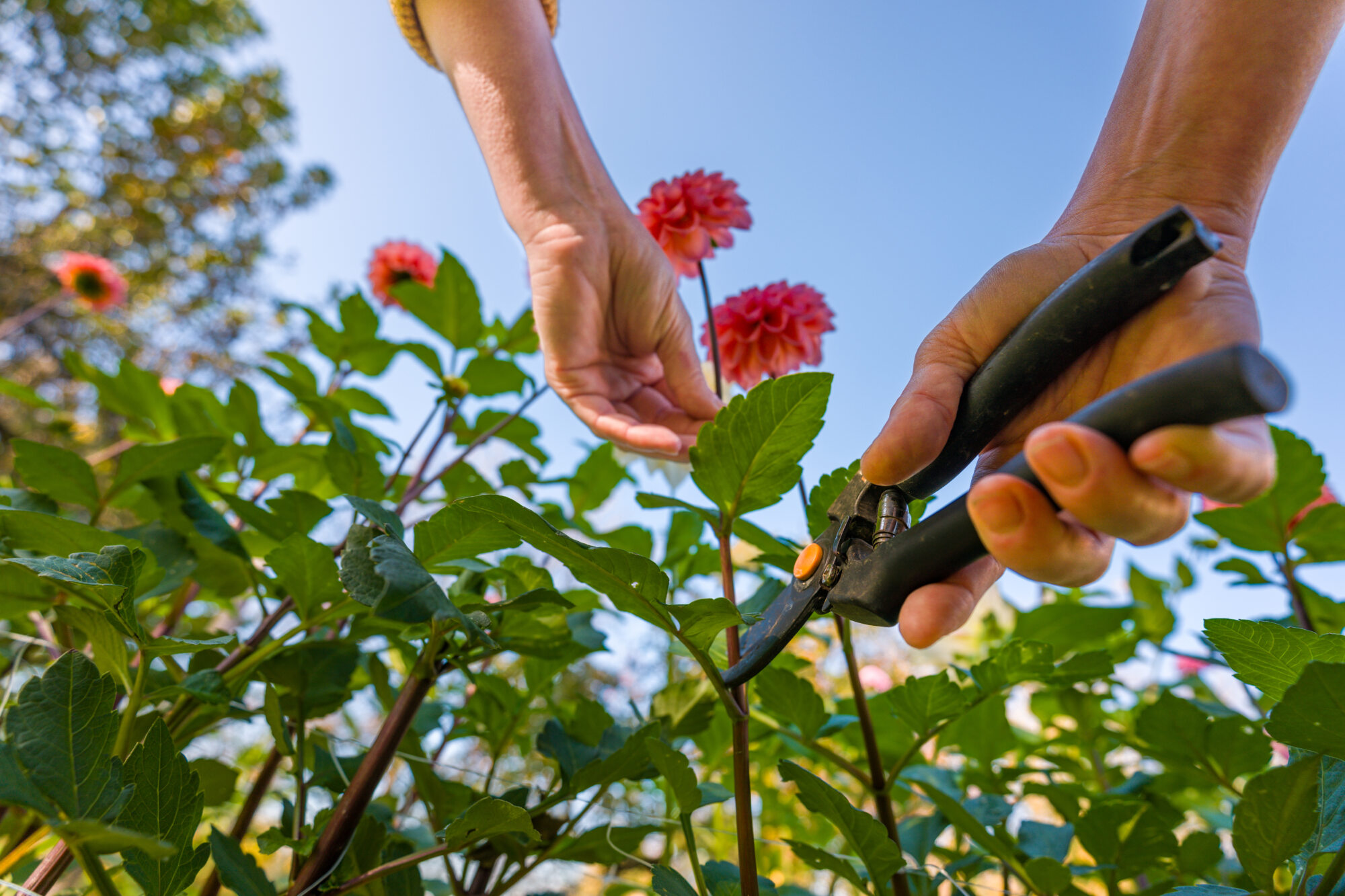 Close-up of a gardener pruning a flowering plant with secateurs in spring. The bright blue sky and blooming flowers signify the start of the gardening season.